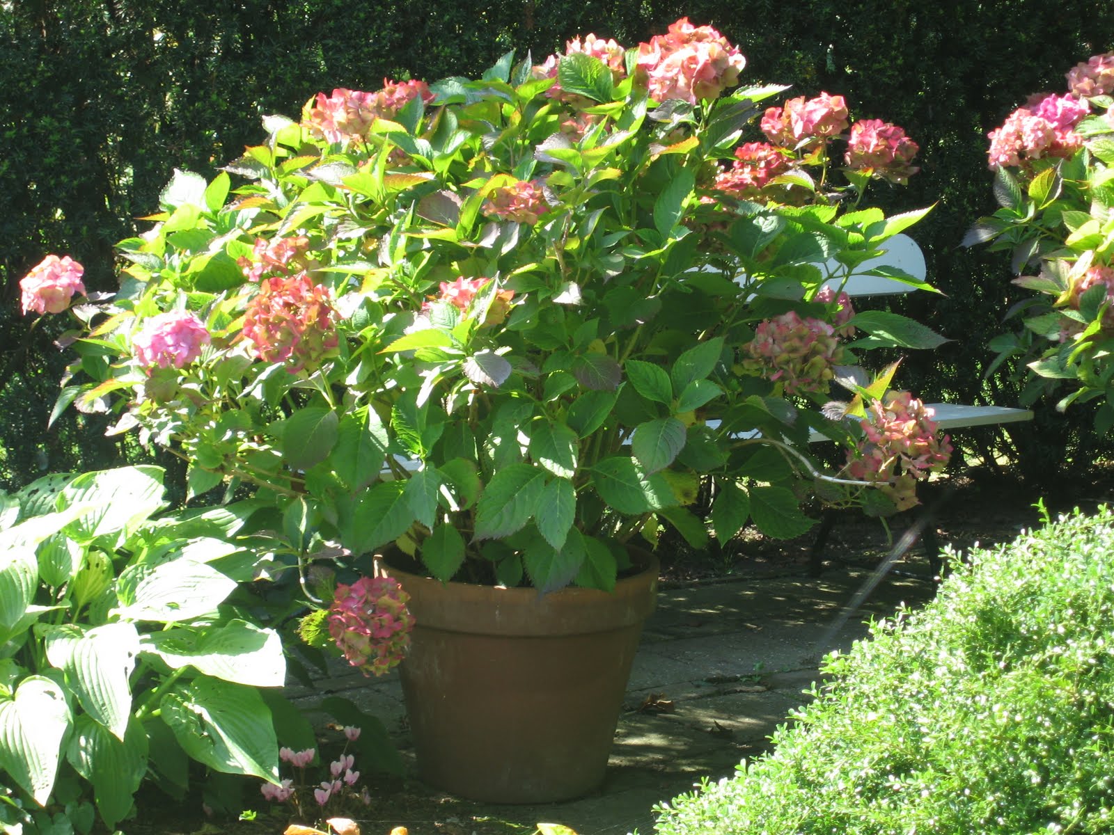 Hydrangea's in big beautiful pots